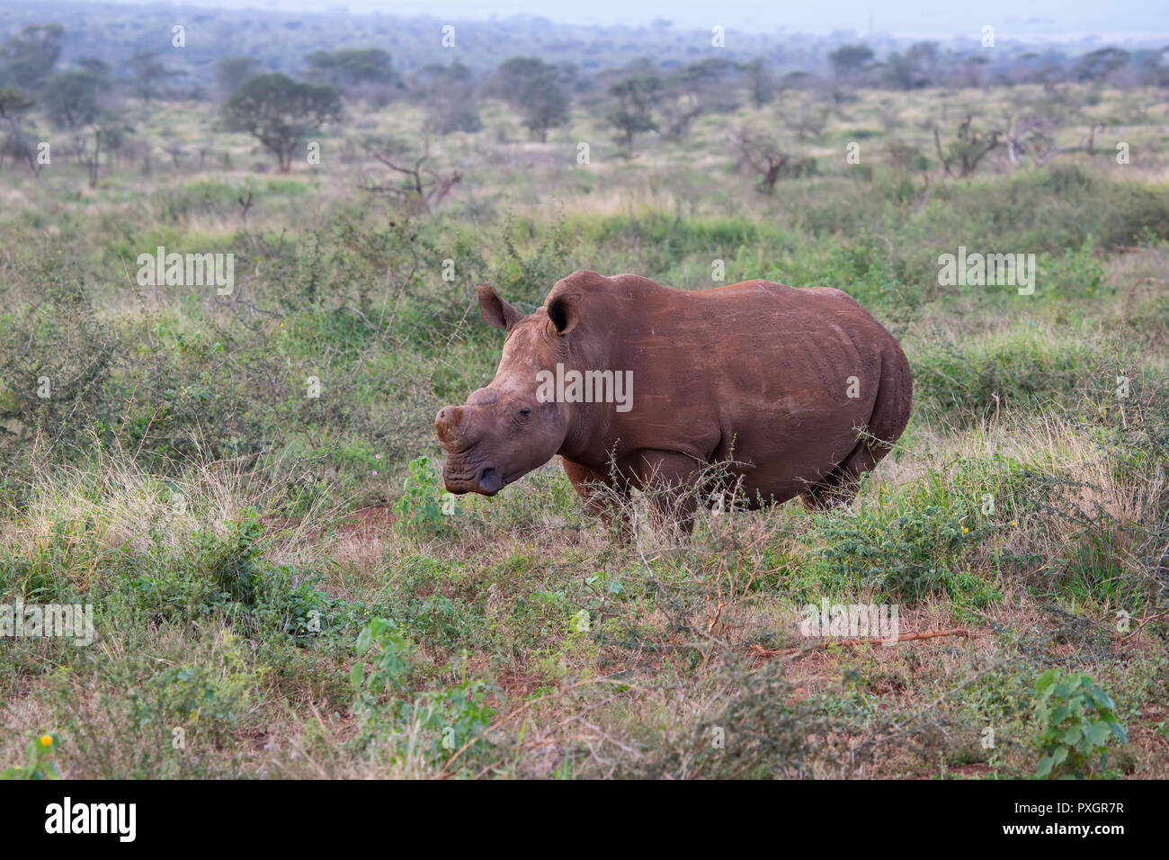 White Rhinoceros Ceratotherium simum with horns removed to prevent  attack by poachers or trophy hunters in South Africa Stock Photo