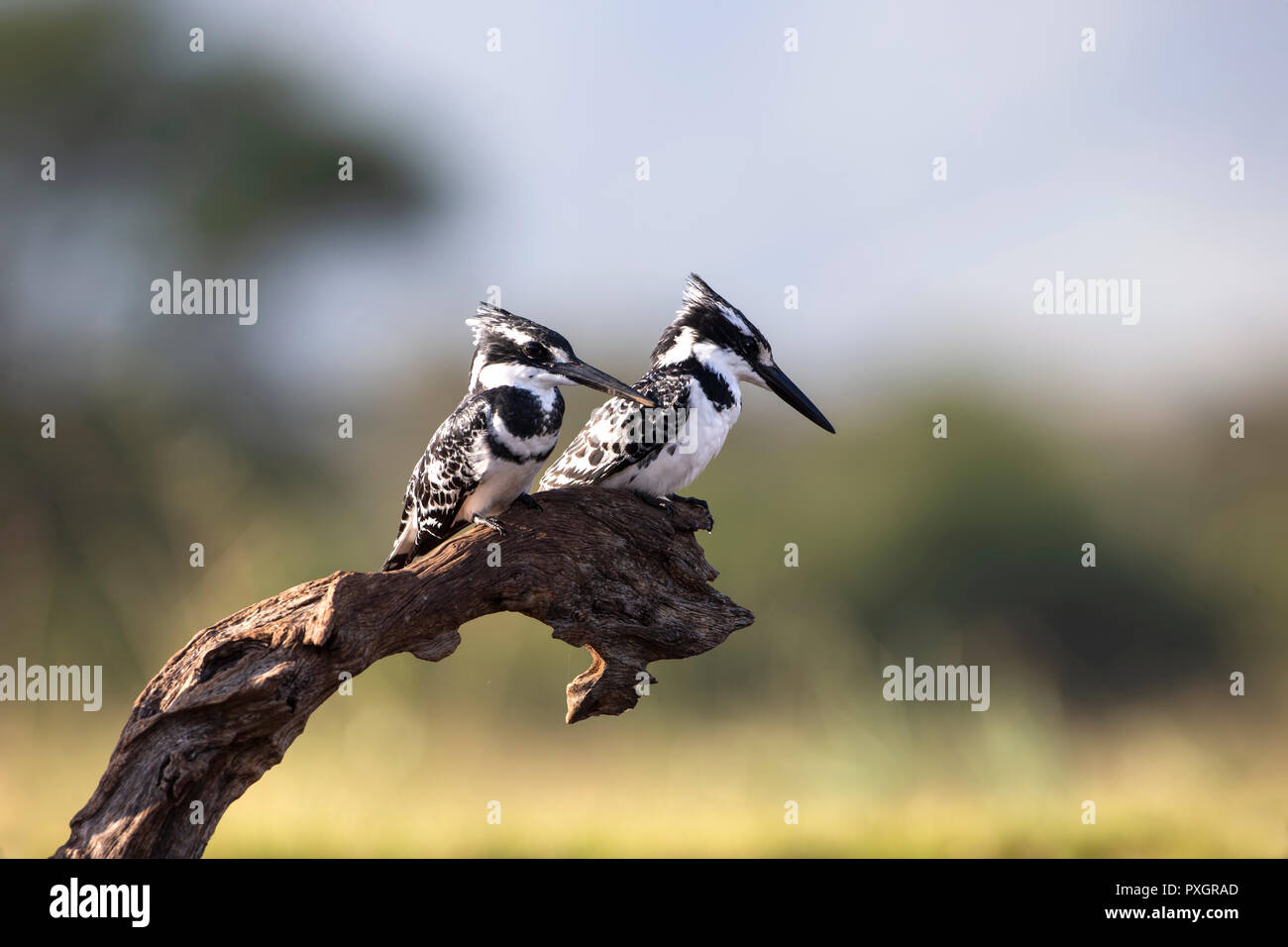 Male and female kingfisher hires stock photography and images Alamy
