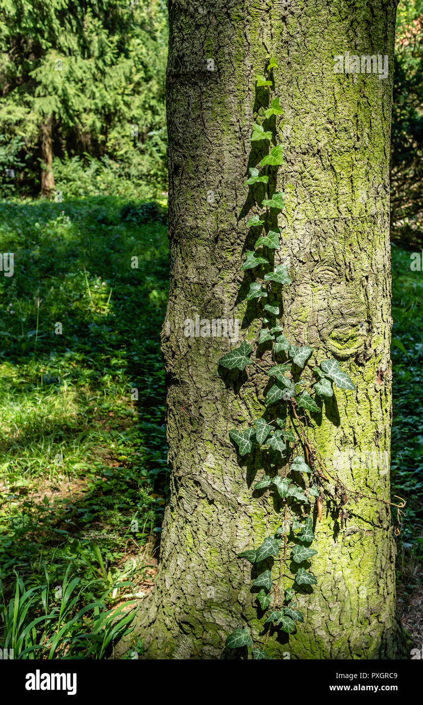 A green ivy climbing on a tree trunk in a forest Stock Photo