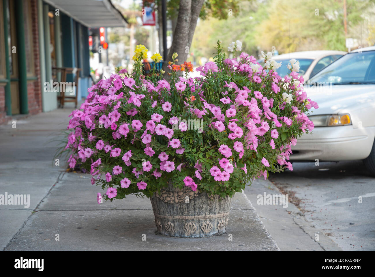 Flowers displayed in a small town along Main Street in North Central