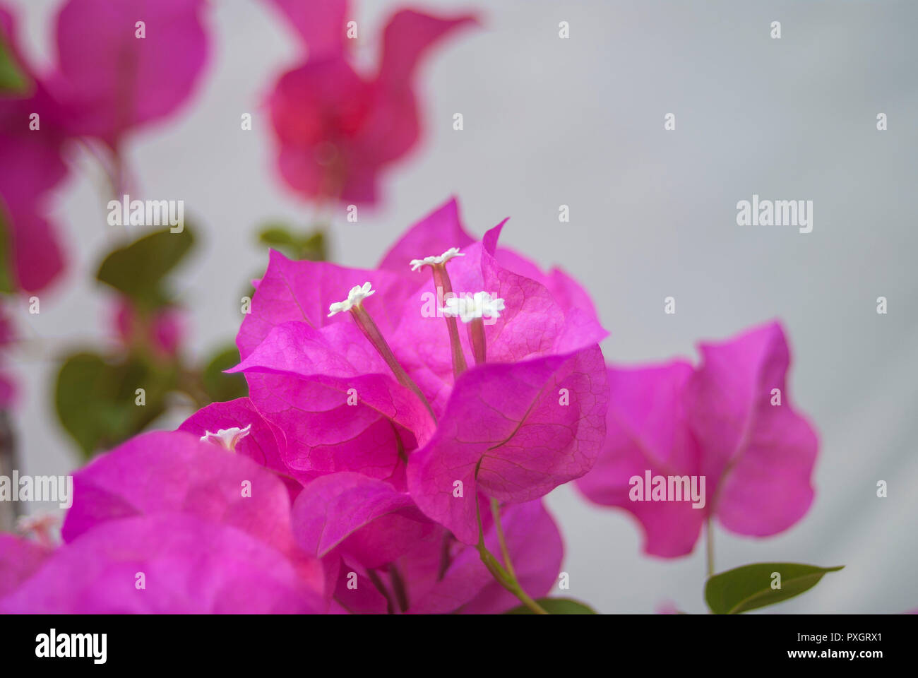 Bougainvillea Sale High Resolution Stock Photography And Images Alamy
