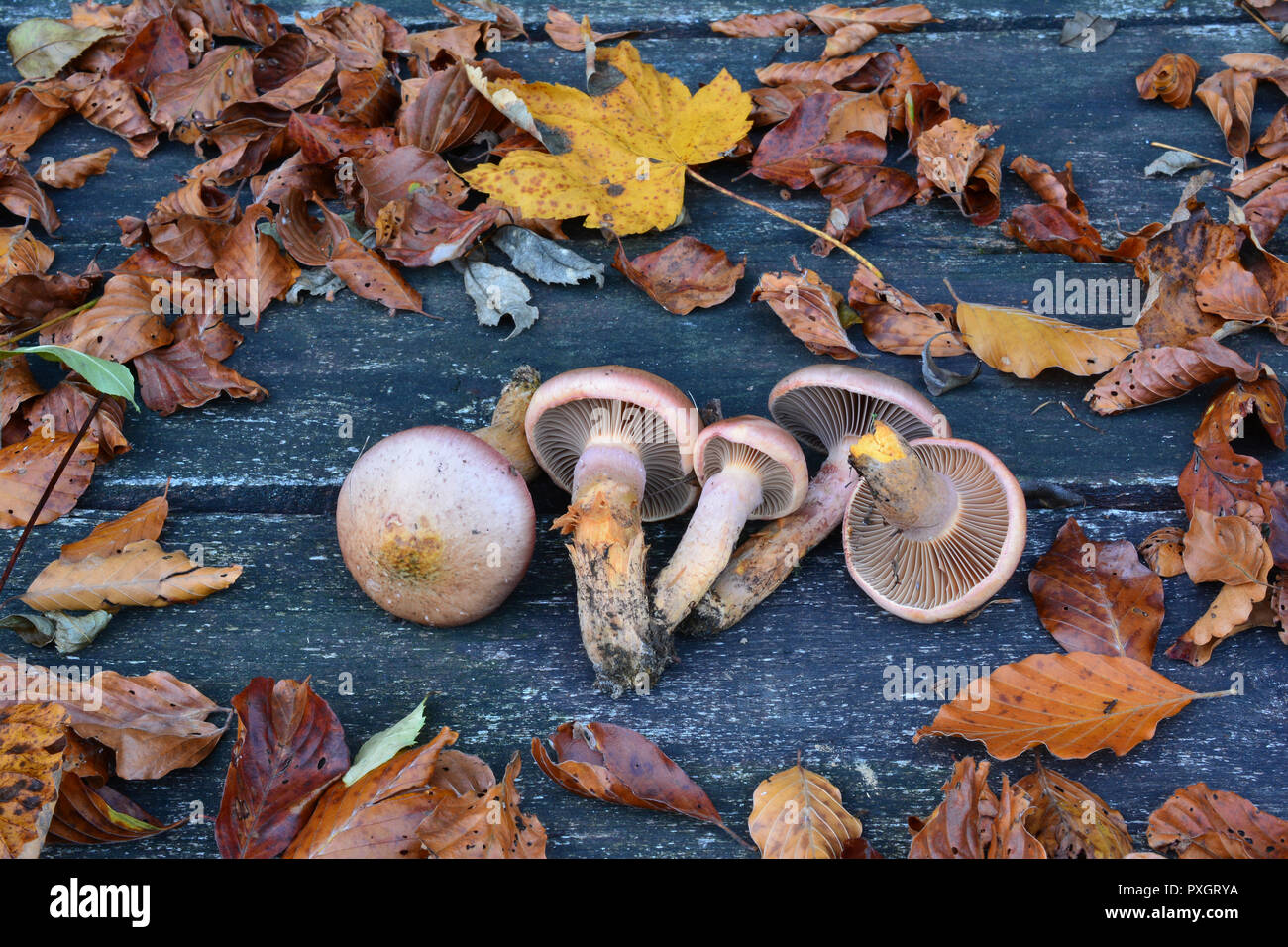 Chroogomphus rutilus, commonly known as the brown slimecap or the copper spike, edible but not highly regarded mushrooms on grunge oak table among lot Stock Photo