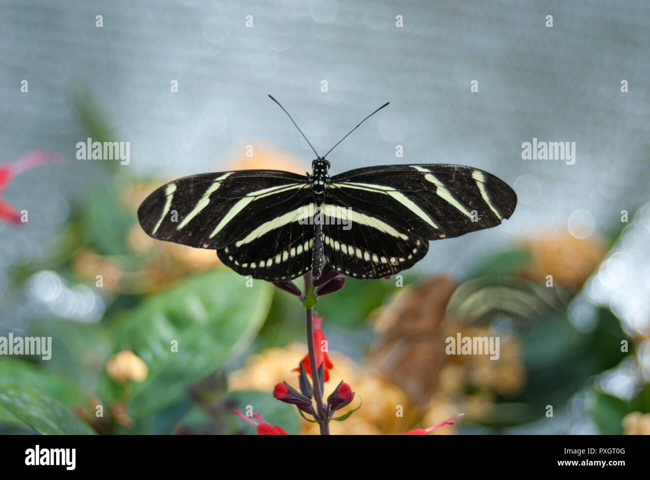 Butterfly habitat at a spring garden festival in North FloridaZebra