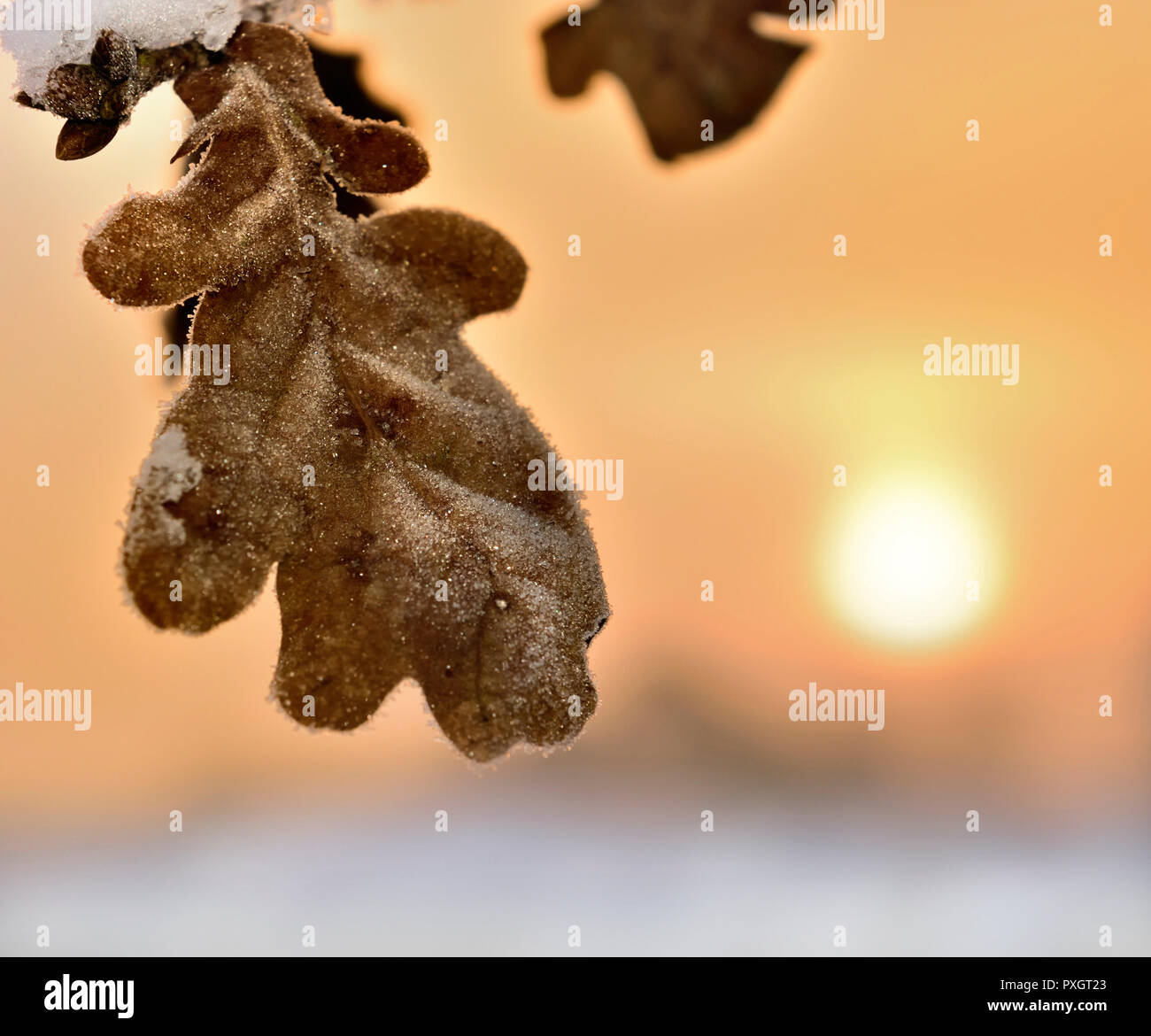 Leaf covered with frost hi-res stock photography and images - Alamy