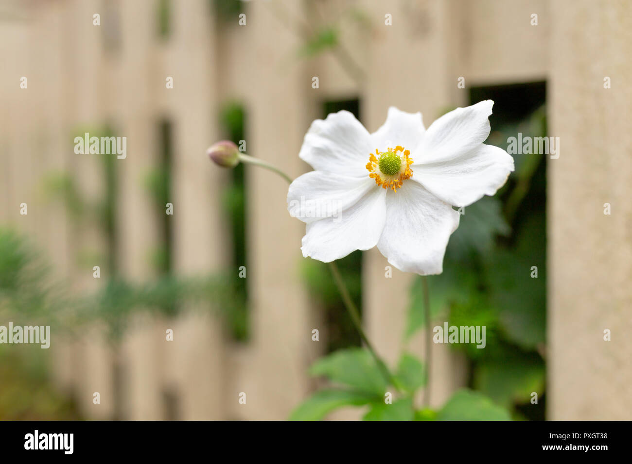 White Japanese Anemone growing through a garden fence in Wales. Stock Photo