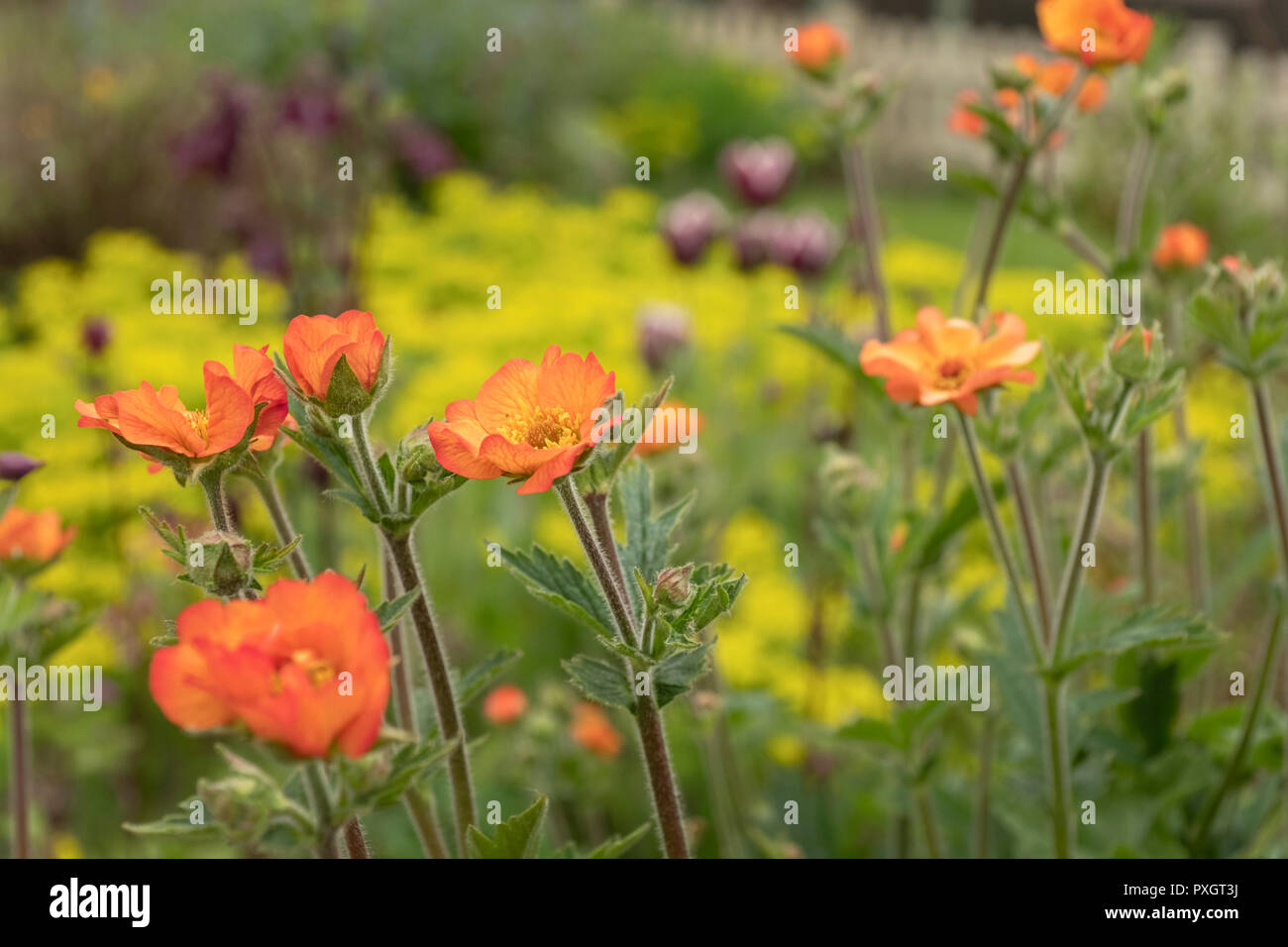 Orange Geum flowers. Stock Photo