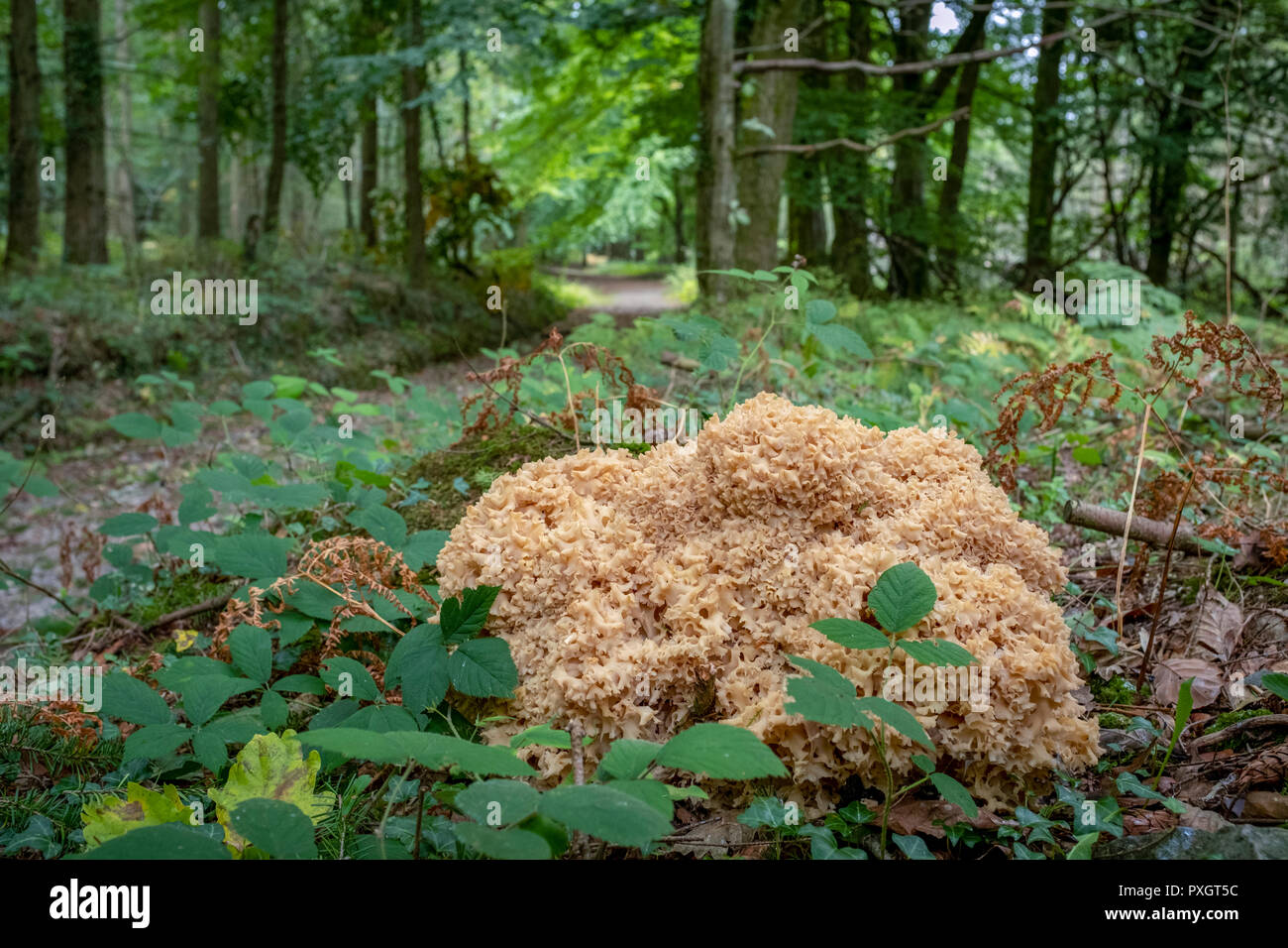 Cauliflower fungus, Sparassis crispa, growing in woodland in South Wales, UK. Stock Photo