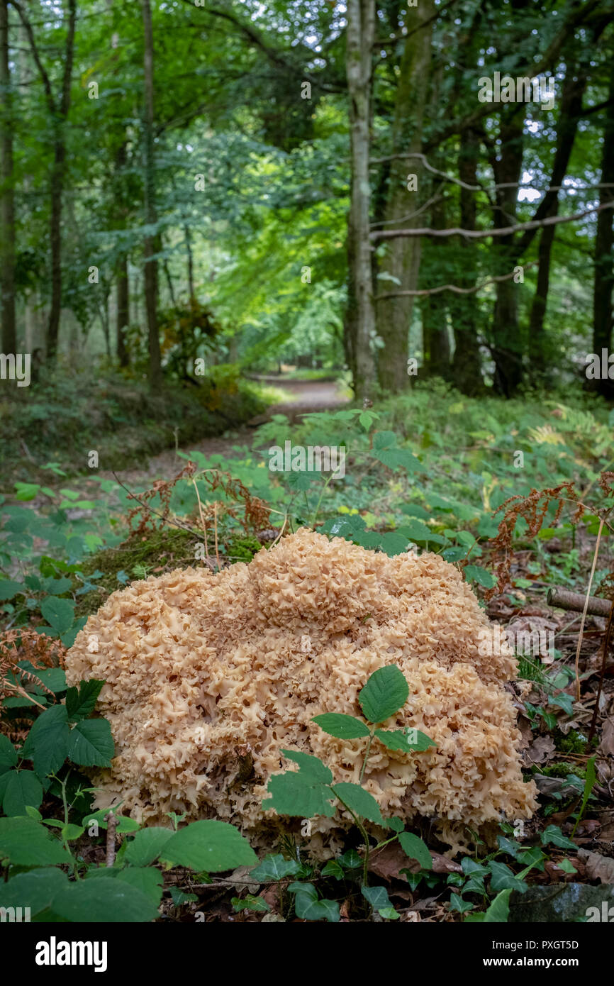 Cauliflower fungus, Sparassis crispa, growing in woodland in South Wales, UK. Stock Photo