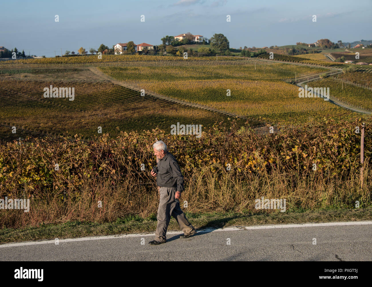 View over the vineyards just outside the small town of Monferrato in Piedmont, Italy. A man picks some of the grapes left over on the vines. Stock Photo