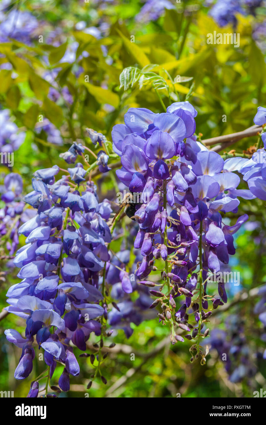 Spring garden festival in North Florida. Wisteria vine in full