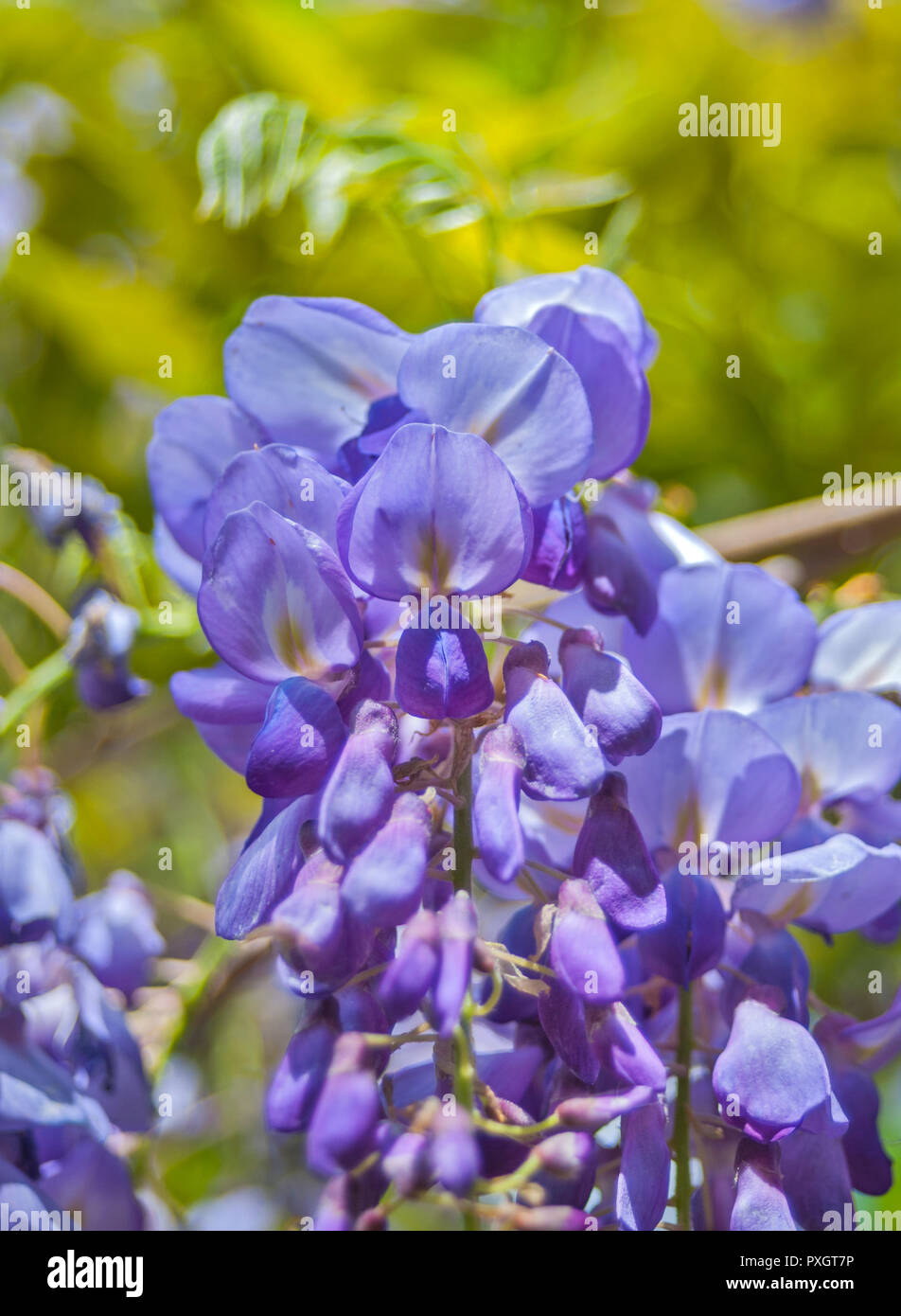 Spring garden festival in North Florida. Wisteria vine in full