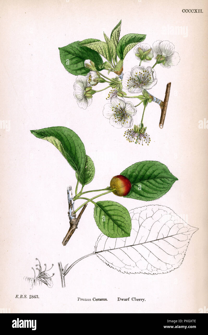 Dwarf cherry blossom Stock Photo Alamy