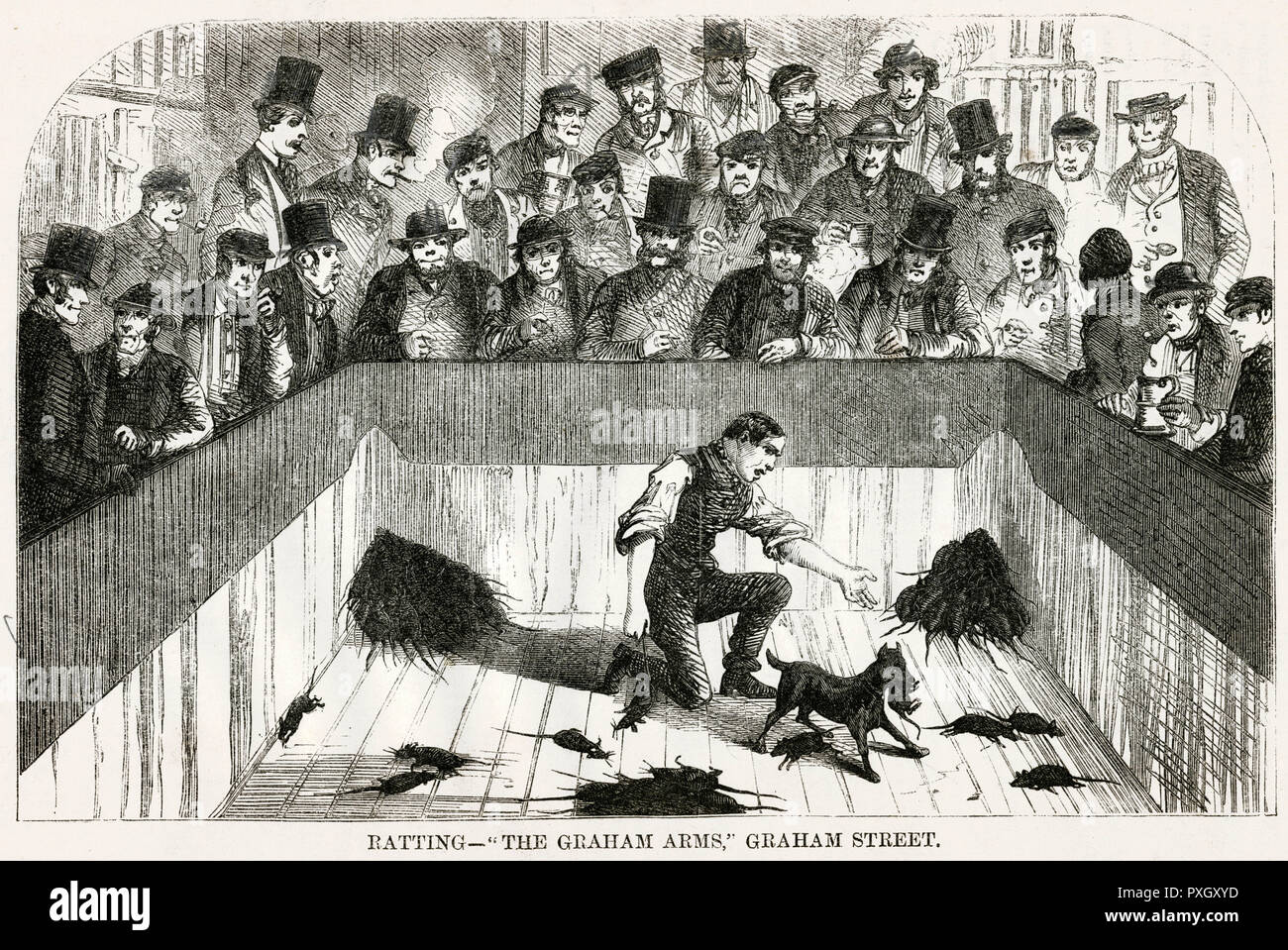 Rat Baiting 1850s Stock Photo