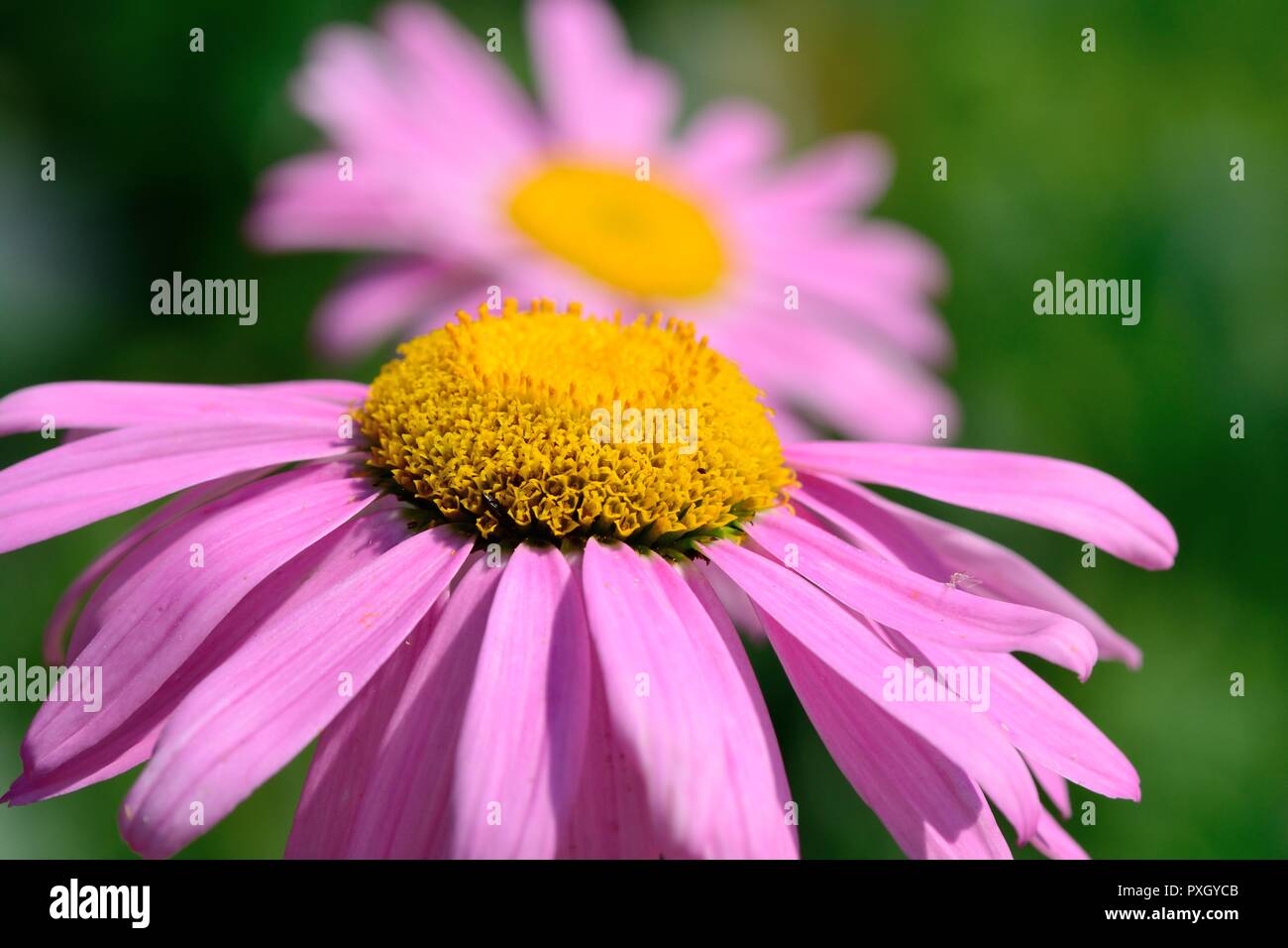 Close up of pyrethrum daisies in the garden Stock Photo