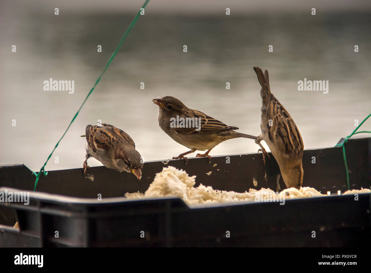 Sparrows feeding at the river bank Stock Photo