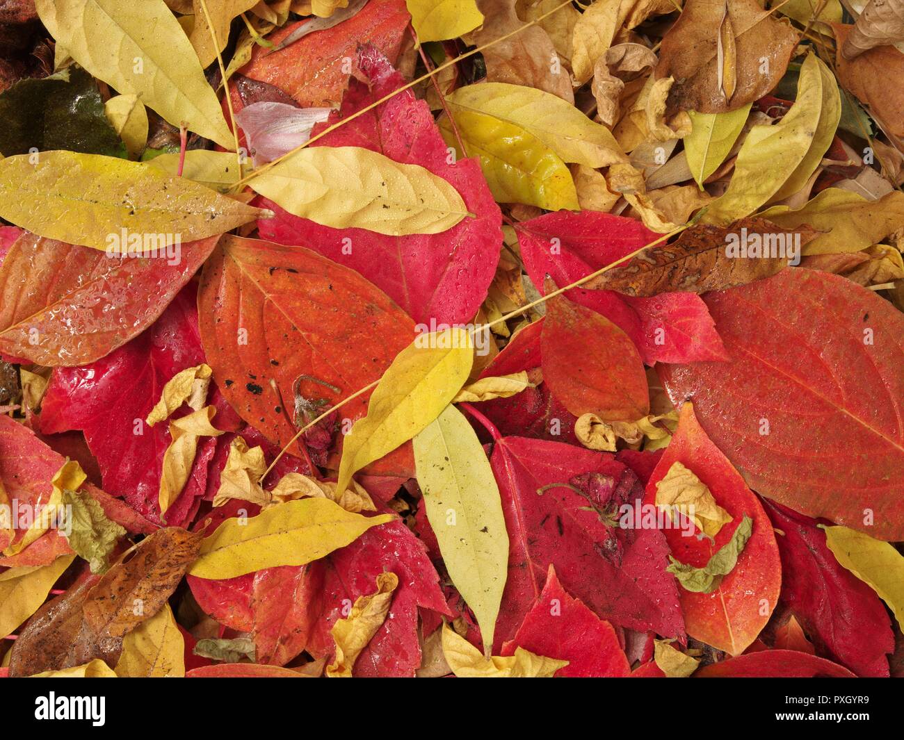 Fall Leaves, Red & Yellow, Brian Martin RMSF, Large File Size Stock Photo