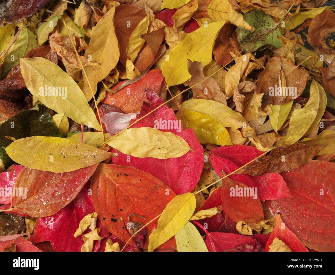 Fall Leaves, Red & Yellow, Brian Martin RMSF, Large File Size Stock Photo