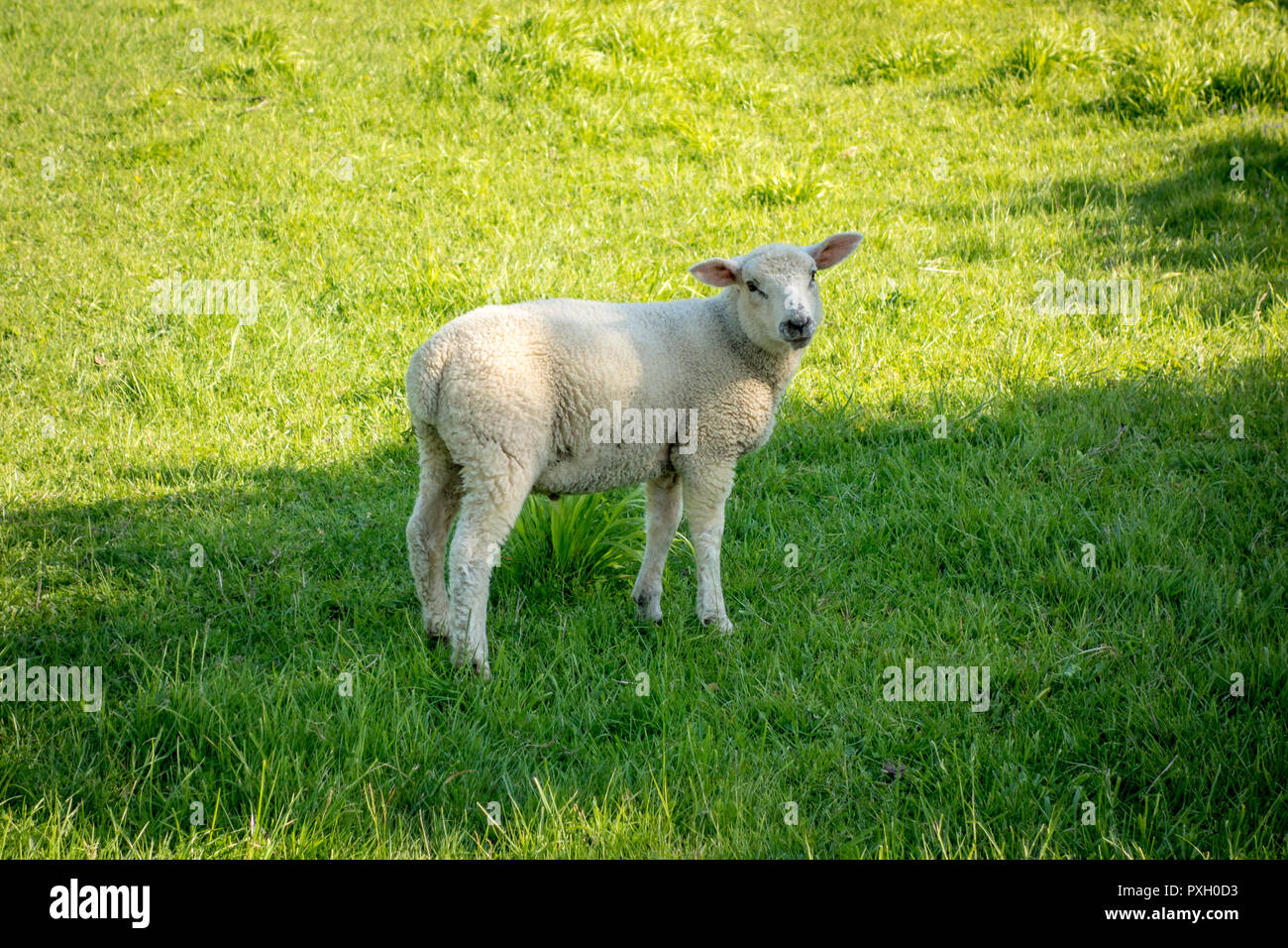 Lamb in a green field of grass Stock Photo - Alamy