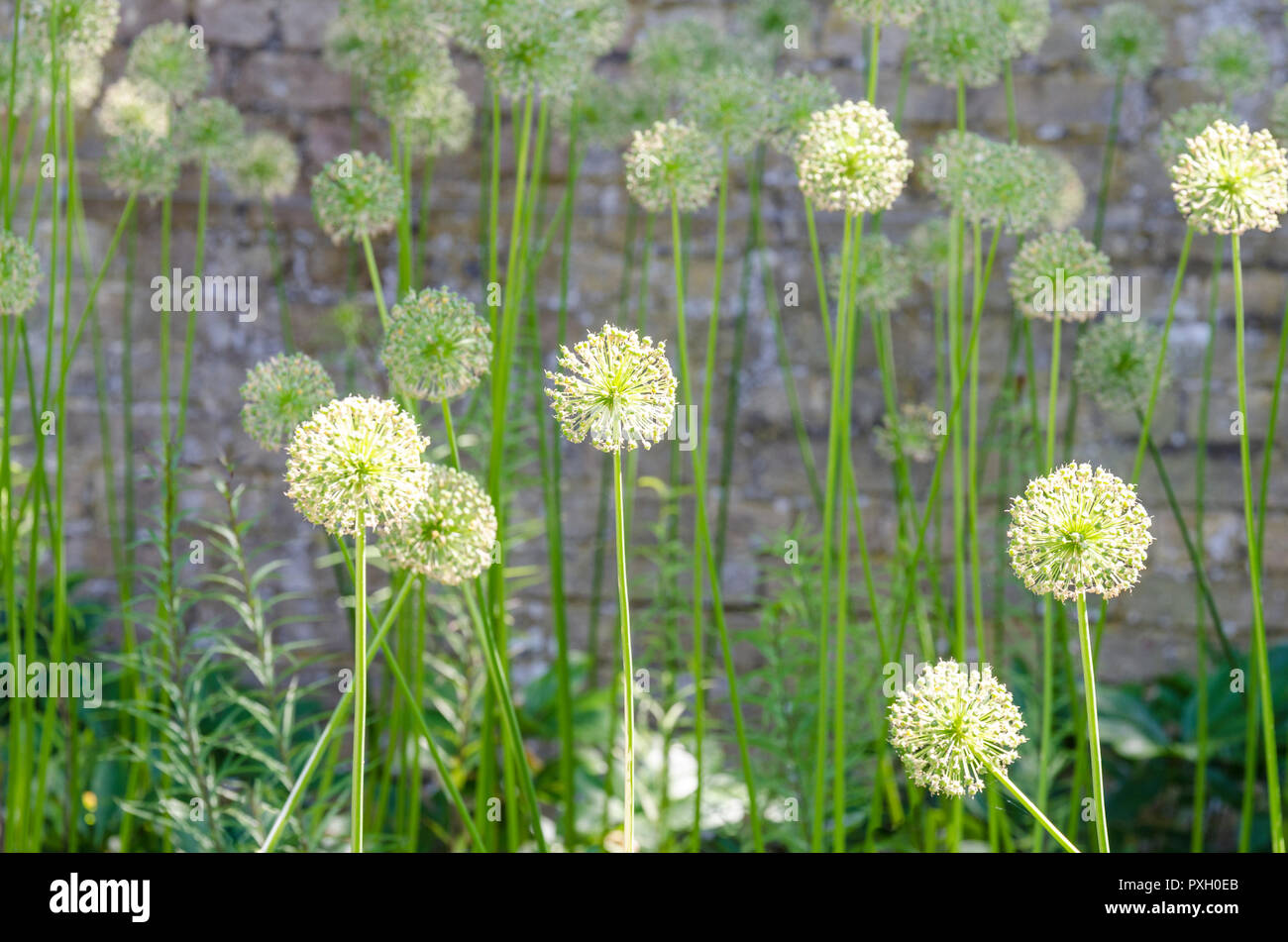 Allieae, allium seed heads, allium seed head, allium seedhead, ornamental onions, monocotyledonous Stock Photo