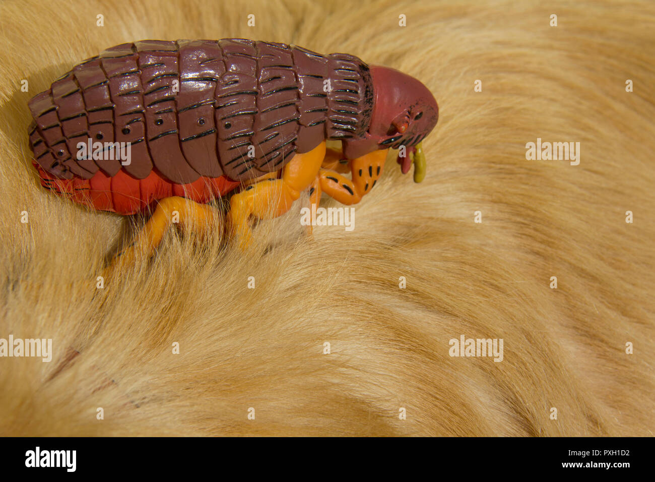 Large artificial flea on fur of golden retriever dog Stock Photo Alamy