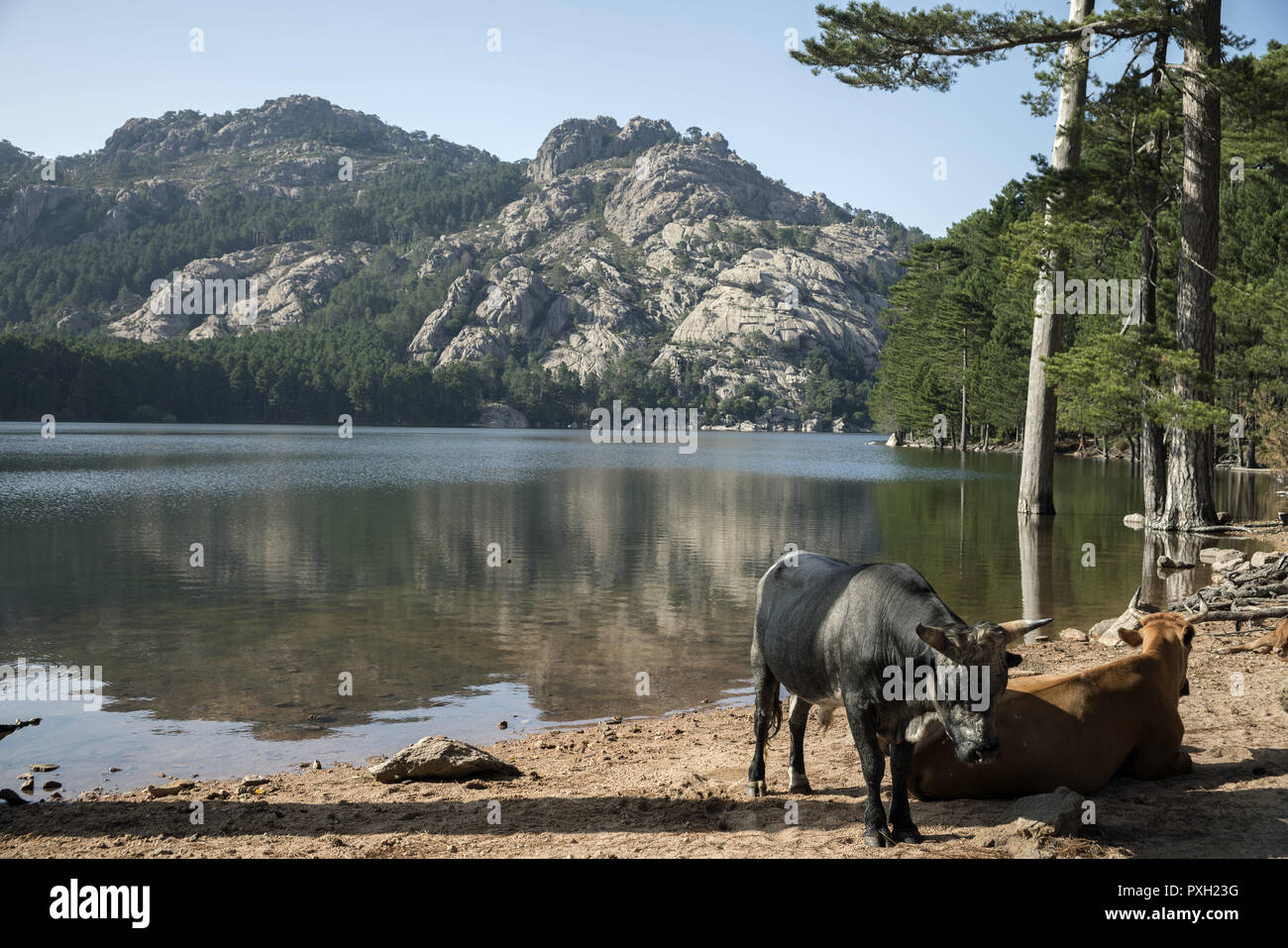 Reflected in the water of the mountains surrounding the Lac de L'Ospédale. Spiegelt sich im Wasser der Berge. Cows at the lake. Kühe am See. Stock Photo