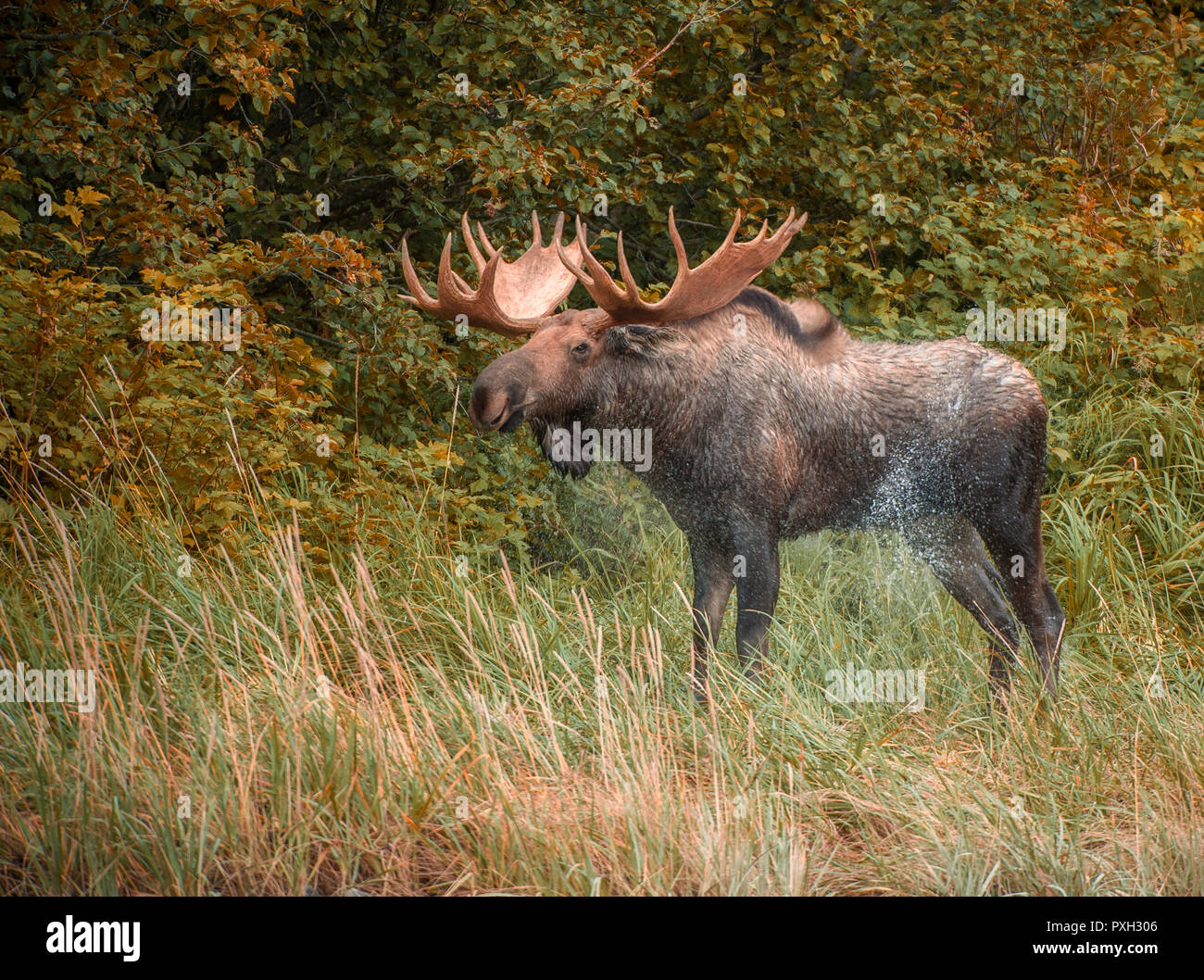 Bull Moose shaking off water after climbing out of Geographic Harbor, Katmai National Park, Alaska, USA Stock Photo