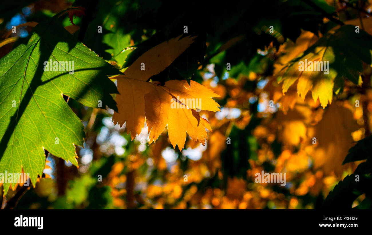 Yellow And Green Leaves Lit By The Sun Rays. Colorful Background. Autumn Golden Foliage. Stock Photo