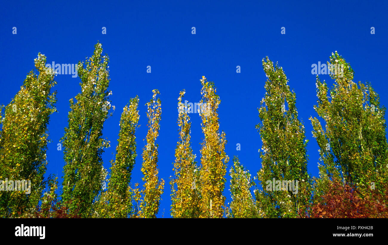 Lombardy poplar trees hi-res stock photography and images - Alamy