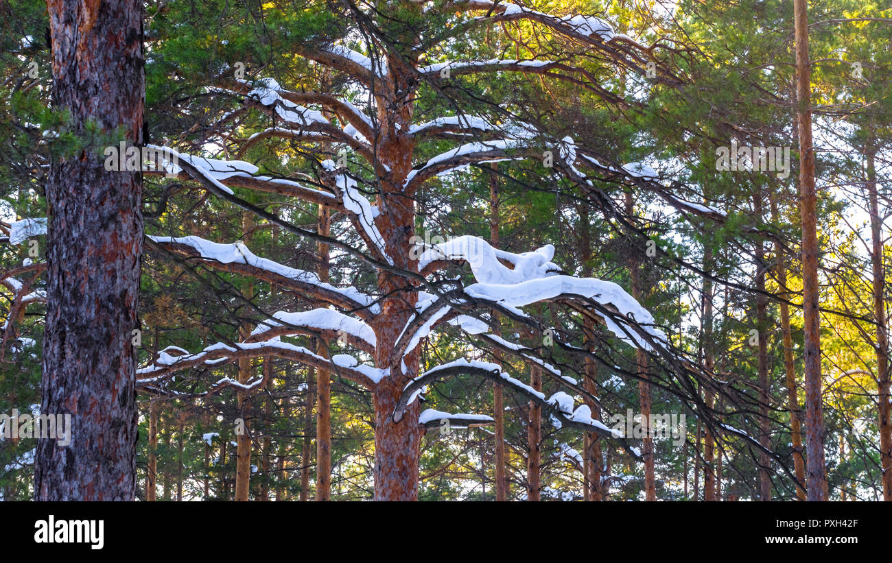Thick Snow Cover On Pine Tree Branches In The Forest On A Sunny Winter ...