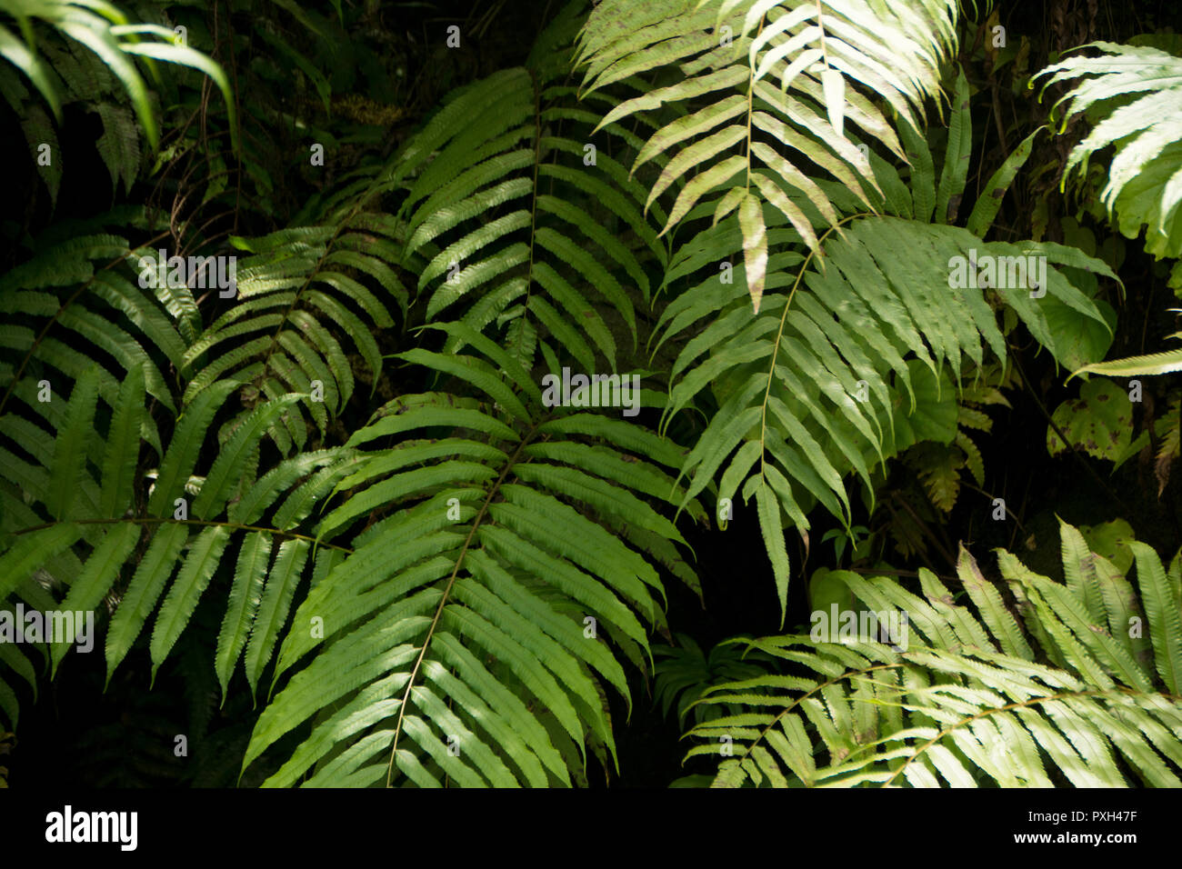 Tropical plants hi-res stock photography and images - Alamy