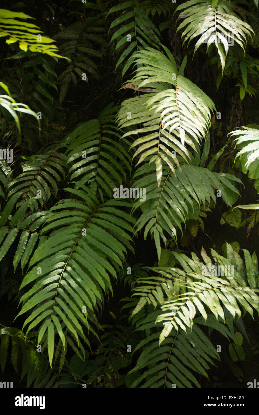 Beautiful green tropical plants, ideal for backgrounds Stock Photo - Alamy