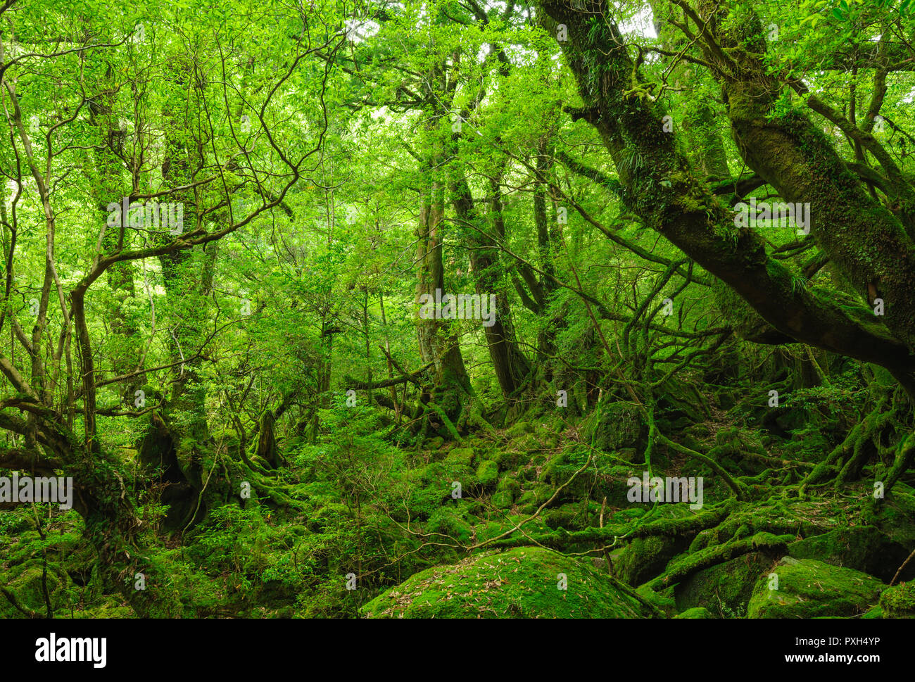 Kagoshima Prefecture, Japan Stock Photo Alamy