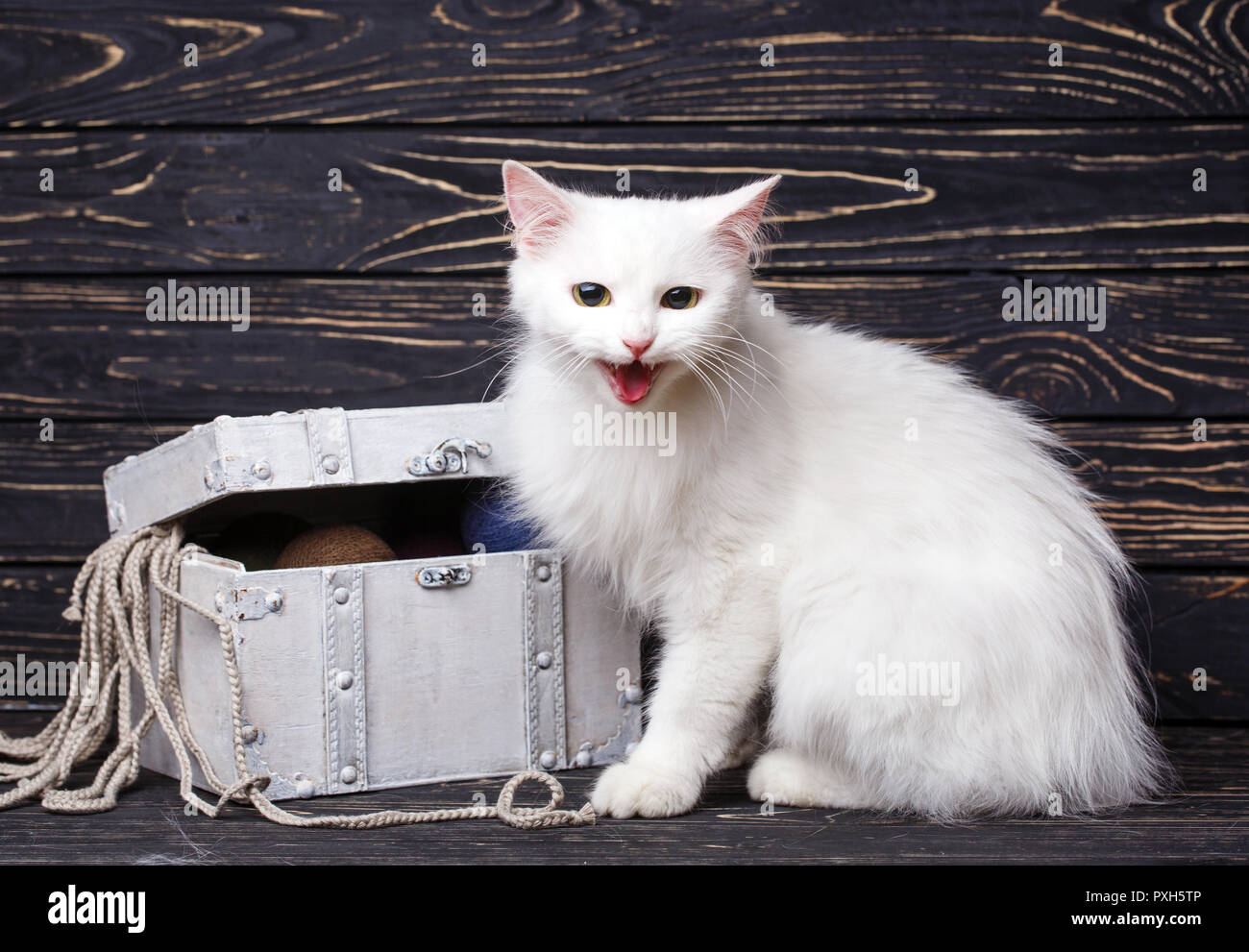 A white cat sits next to a white chest on a black background Stock Photo