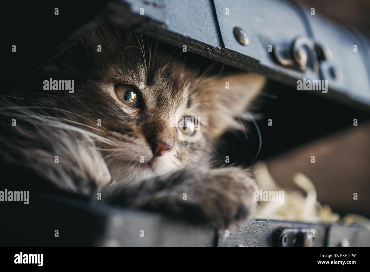 A playful kitten in the vintage box Stock Photo