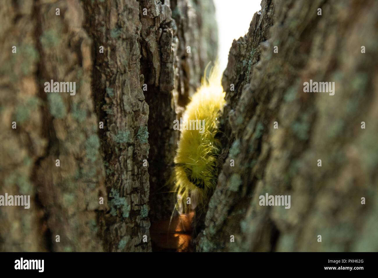 A Young American Dagger Moth Caterpillar in a tree. This caterpillar has black hairs that can leave stinging welts. Stock Photo