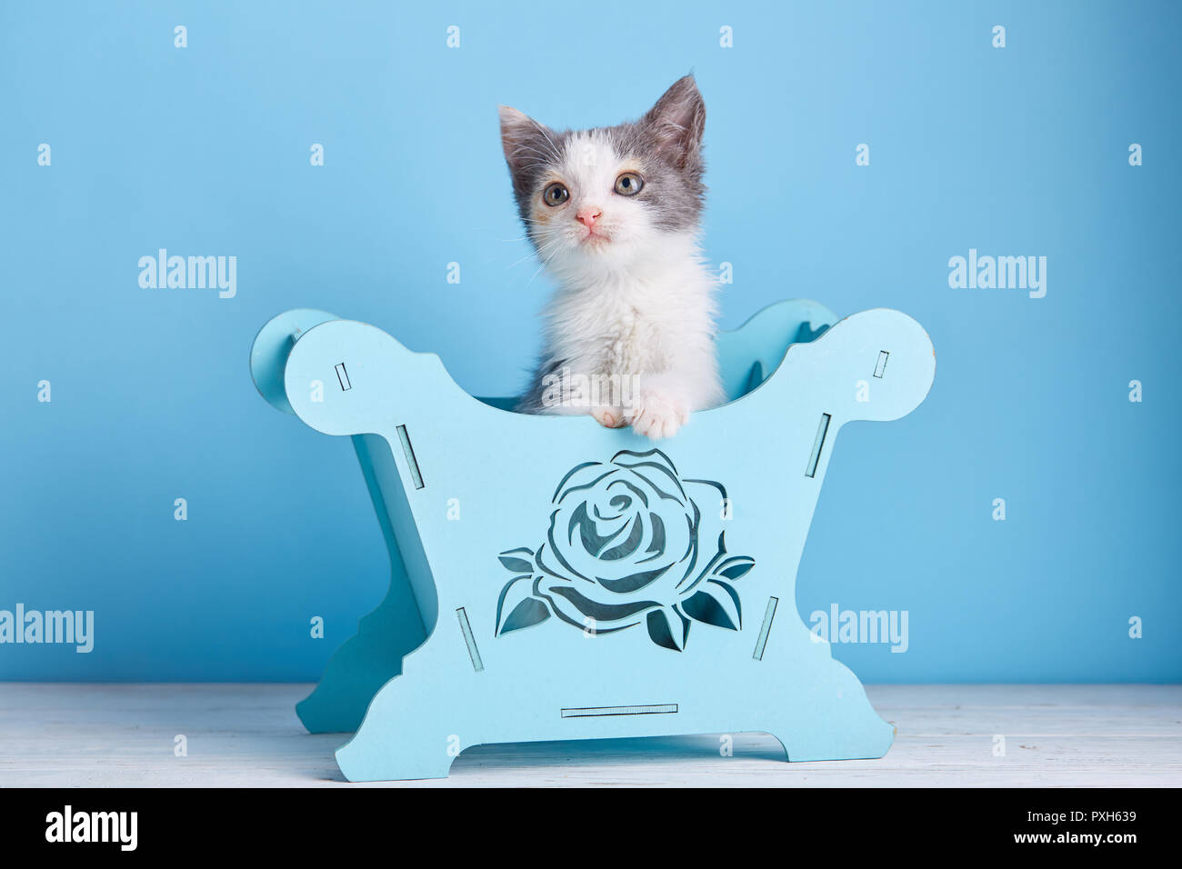 A funny kitten visiting a photographer. On a blue background. Stock Photo