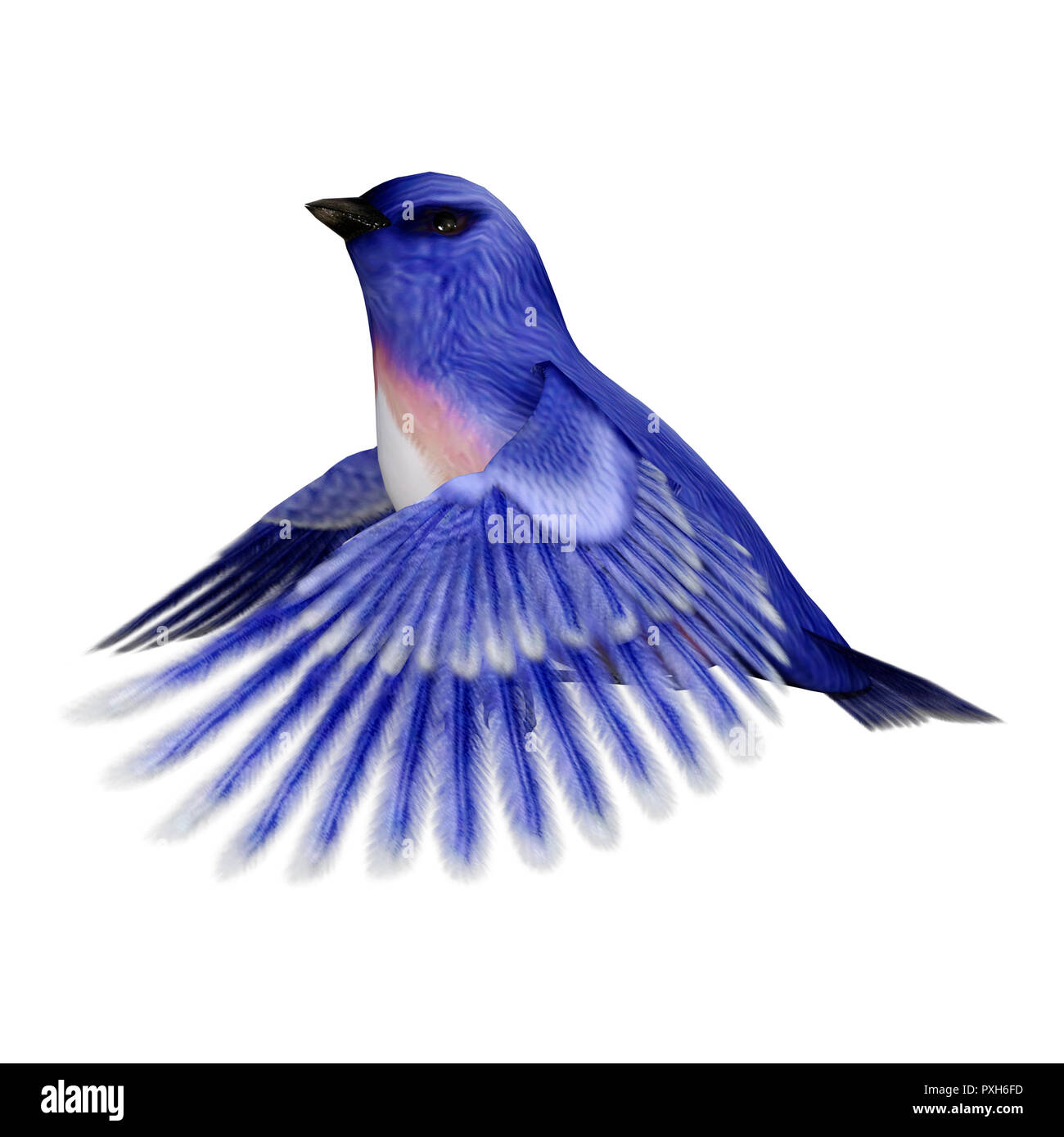 3D rendering of an Eastern bluebird or Sialia sialis isolated on white