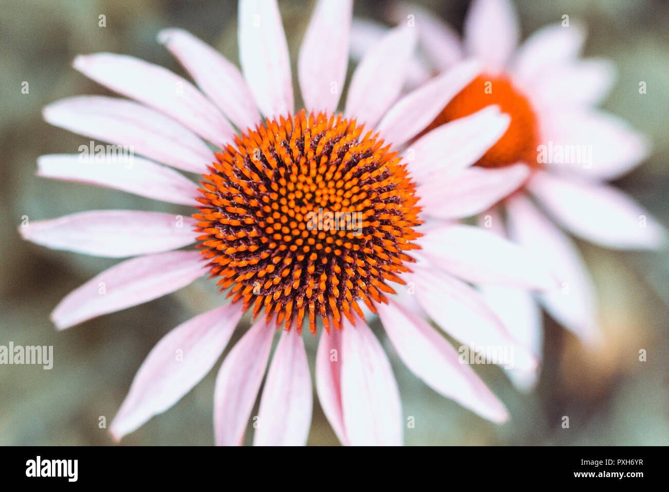 white rudbeckia with orange heart on a green background close-up Stock Photo