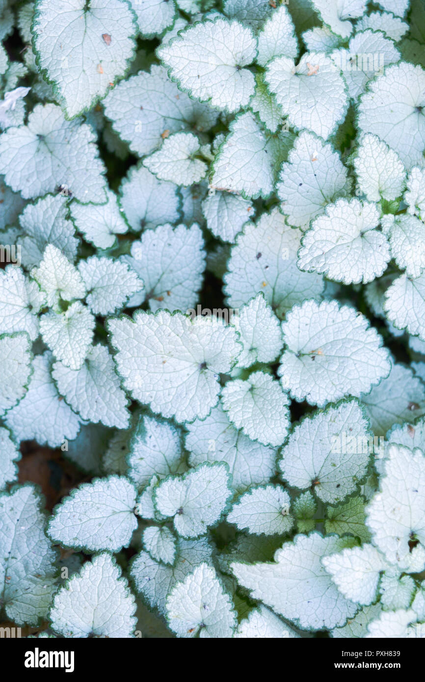 Ground Cover Floral Carpet Of White And Green Leaves Of The Garden