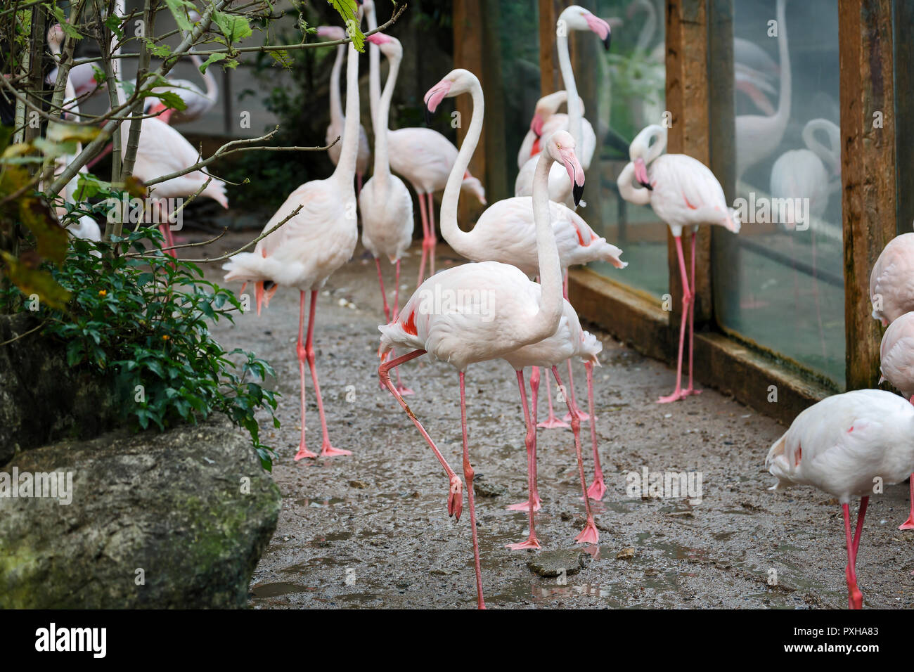 A beautiful flamingos, Flamingo is typical species for many countries