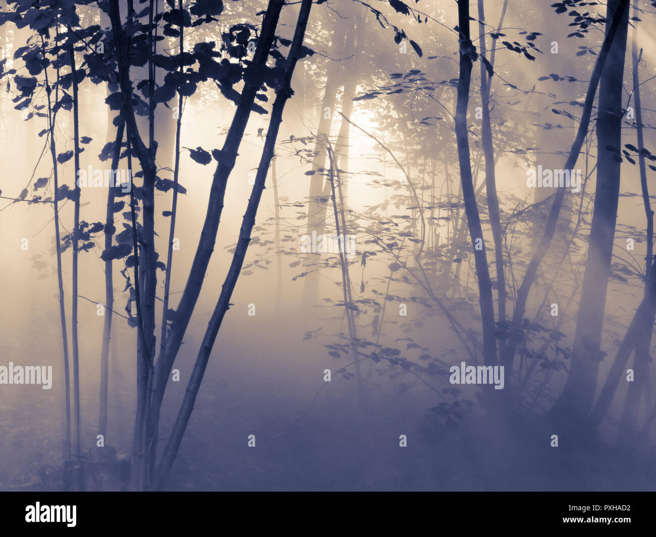 Mystic misty woods, rays of sunlight piercing the dense fog in Ekeberg forest in Oslo Norway Stock Photo