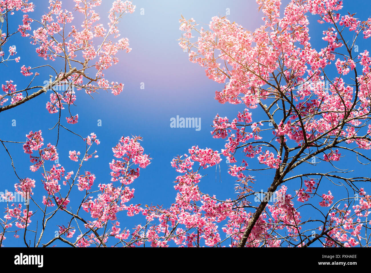 Beautiful cherry blossom sakura with nice blue sky hi-res stock ...