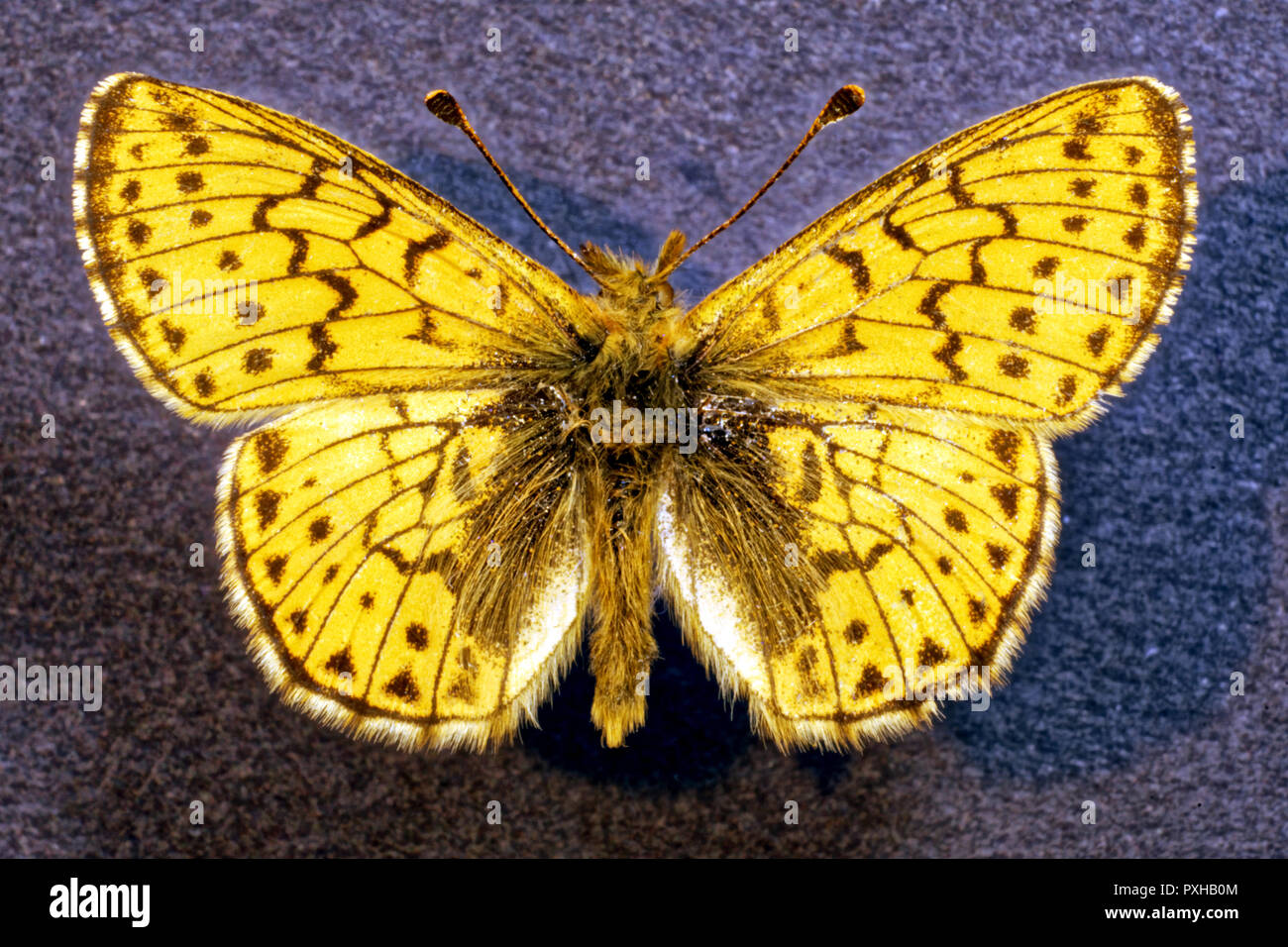 Photo butterfly Boloria napaea, Russia,Siberia, Stock Photo