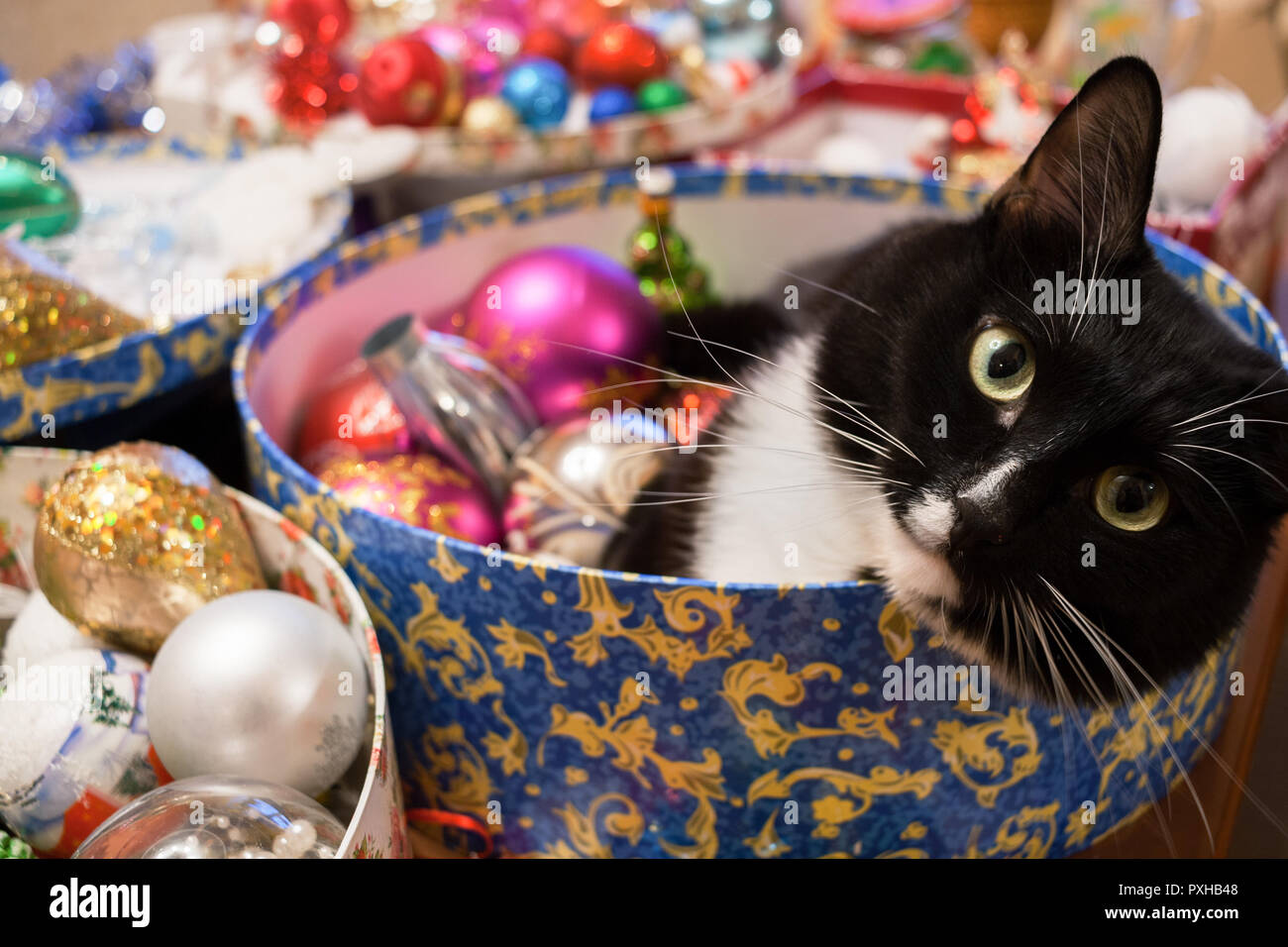 Black and white cat is lying in round box with Christmas decorations and looking at camera. Stock Photo