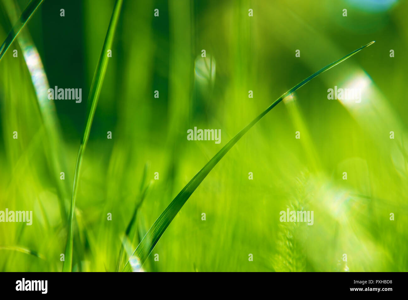 Green grass abstract background. Summer nature details Stock Photo - Alamy