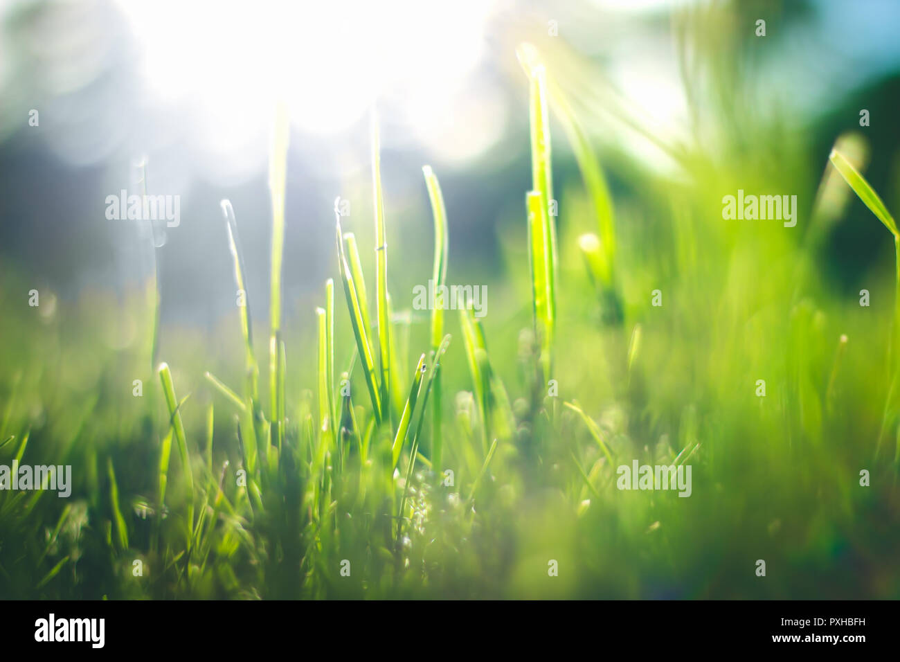 Green grass background with copy space. Nature sunlight Stock Photo - Alamy