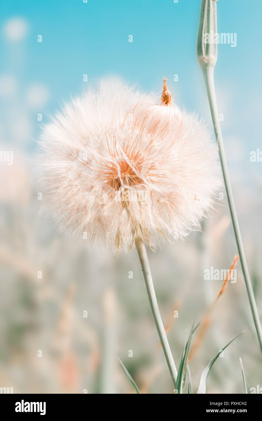 Beautiful floral background with dandelion flowers in summer over blue sky  Stock Photo - Alamy
