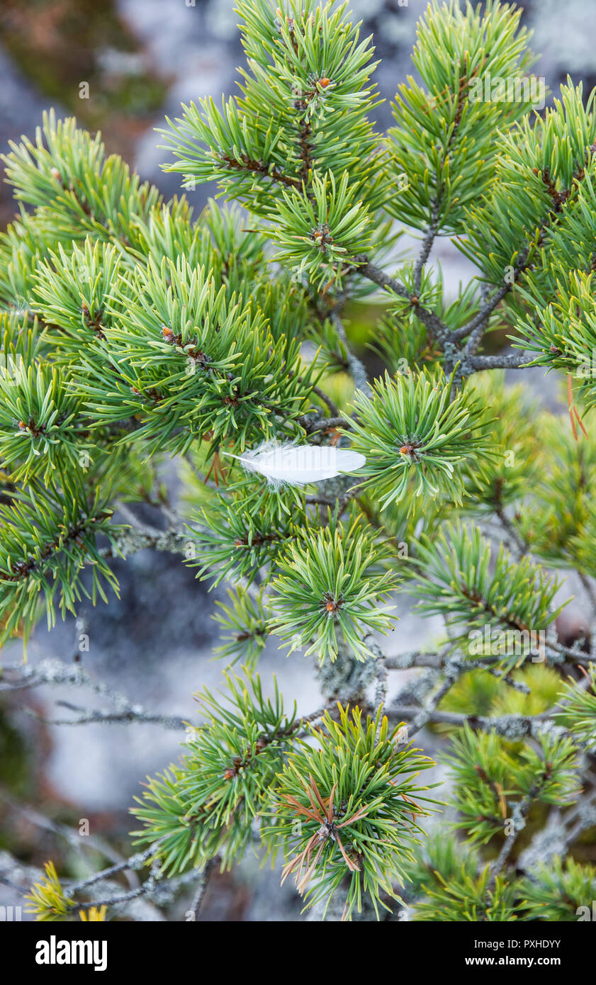 White Feather on Pine Branch Karelia Russia Green Needles Tree Background Stock Photo