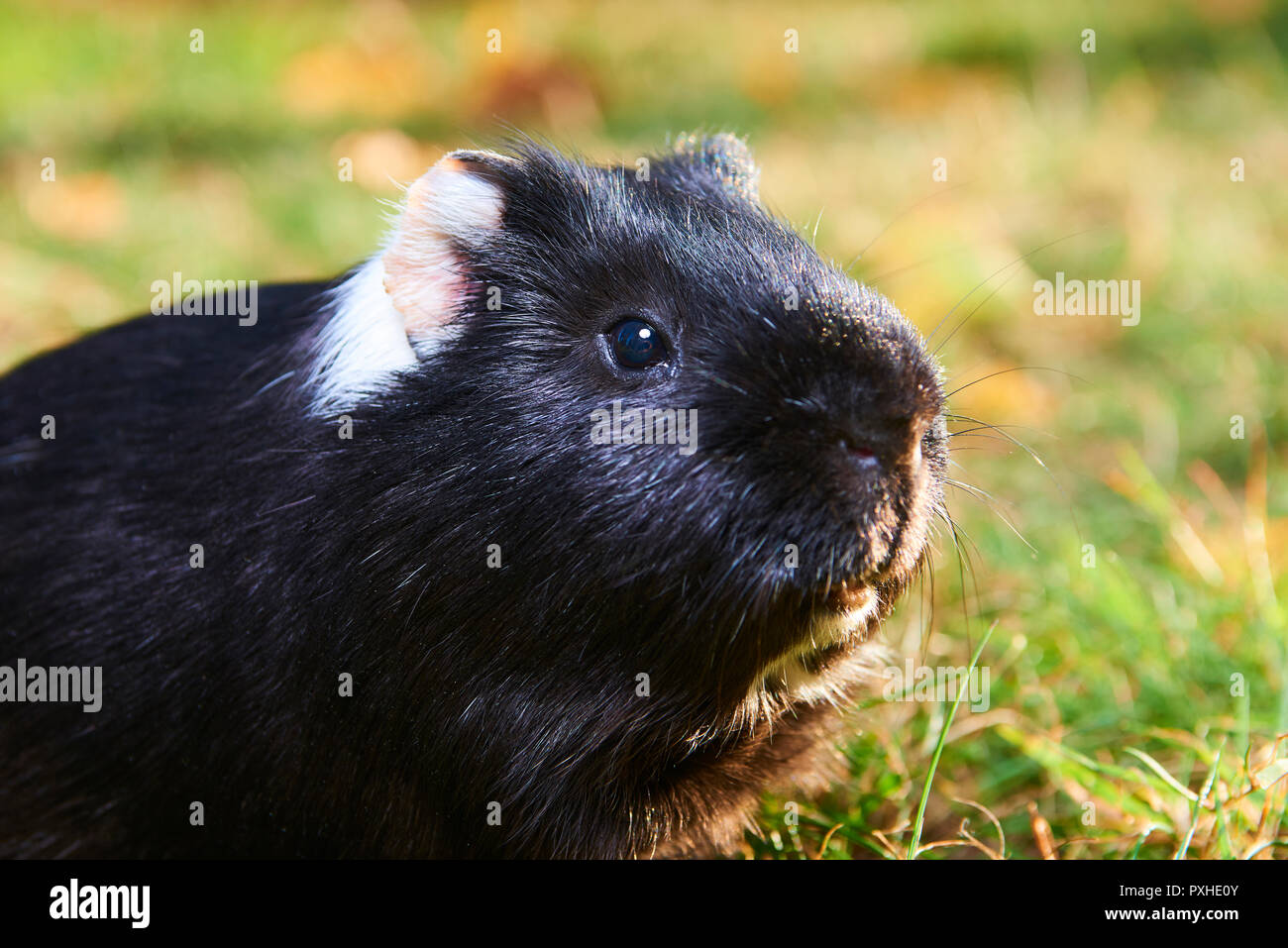 Guinea pig pet animal sitting outdoors in autumn leaves Stock Photo Alamy