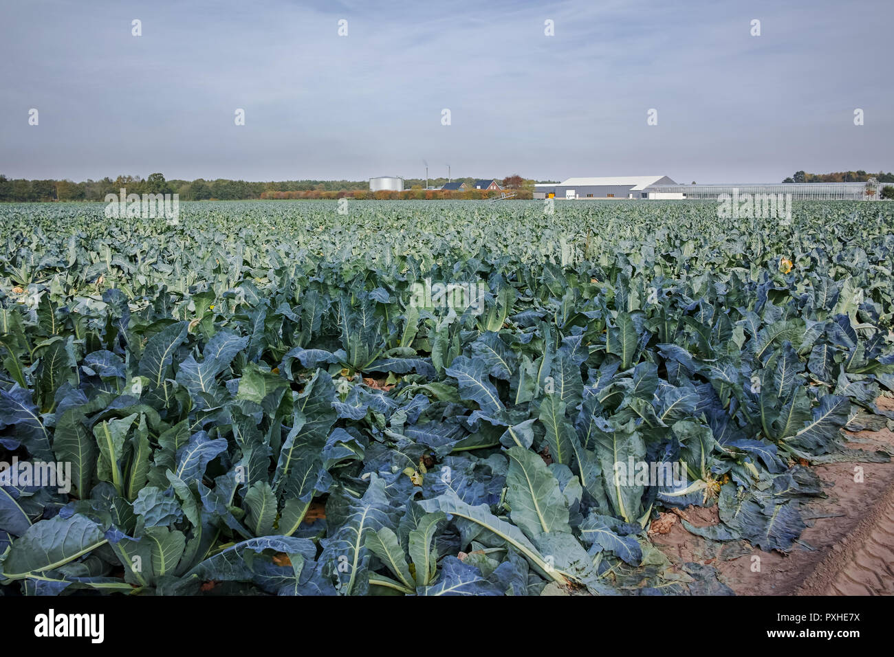 Landscape with field  full of ripe green Romanesco broccoli or Roman cauliflower, Broccolo Romanesco, Romanesque cauliflower, new harvest Stock Photo